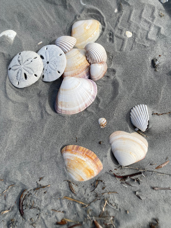 Mary's shells