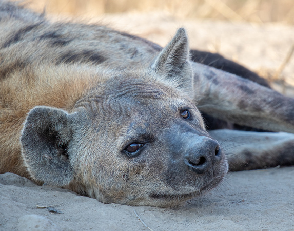 Resting hyena