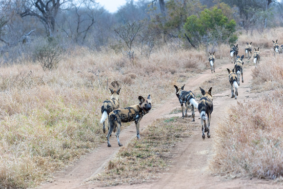 These African painted dogs were constantly on the move