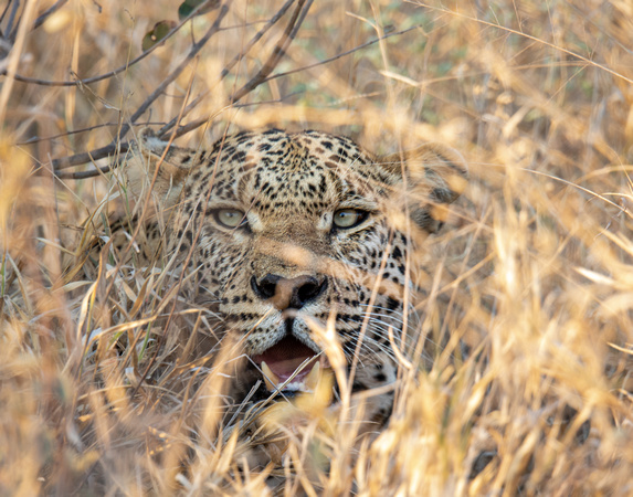 A leopard watching a hyena eat a kill that was most likely made by this leopard