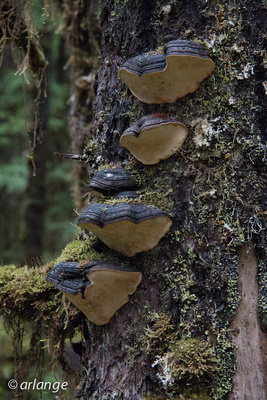 healthnut bread in alaska