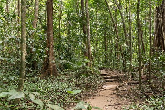 Daintree trail6611