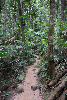 Daintree trail 2-3823