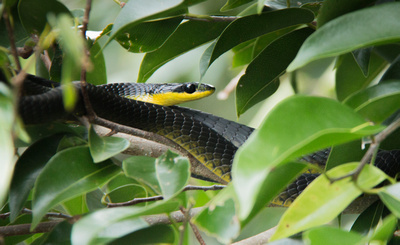 Greentree snake-6696