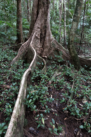 Daintree tree root-3836