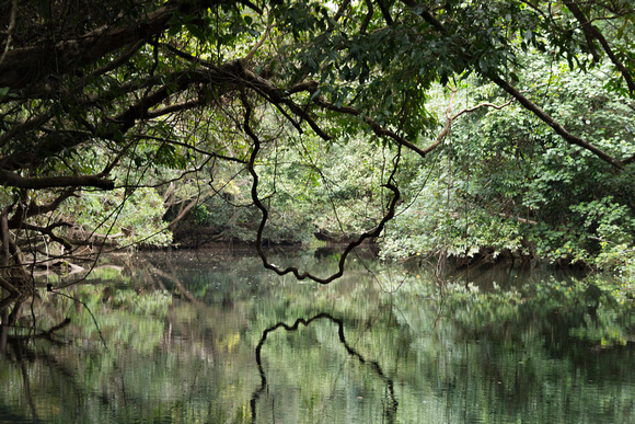 Daintree River-6682