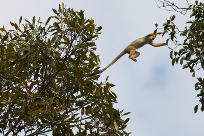 squirrel flying_MG_4128