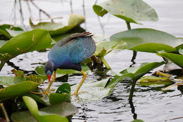 Purple Gallinule