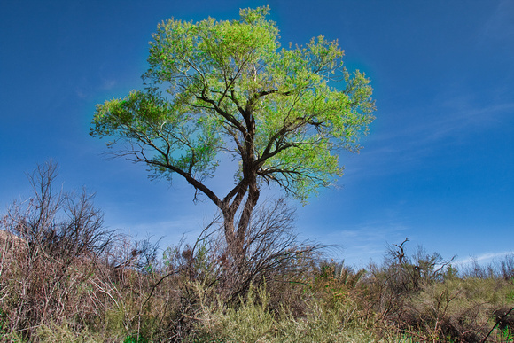 tree Close up  4764